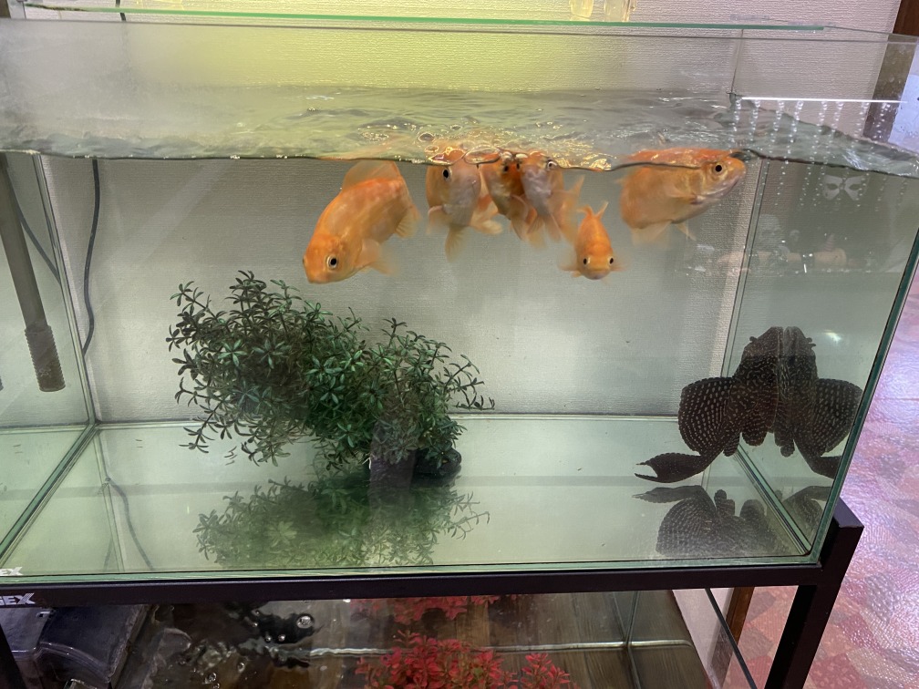 今日の金魚＆プレコ
