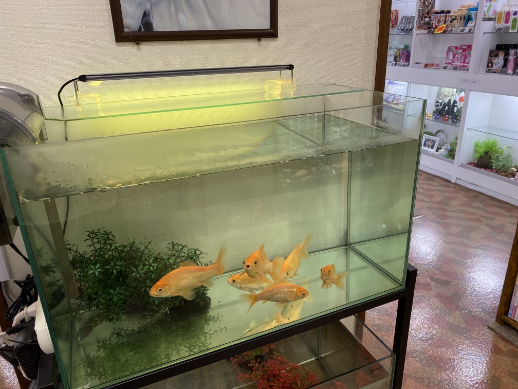 店内の金魚とプレコ